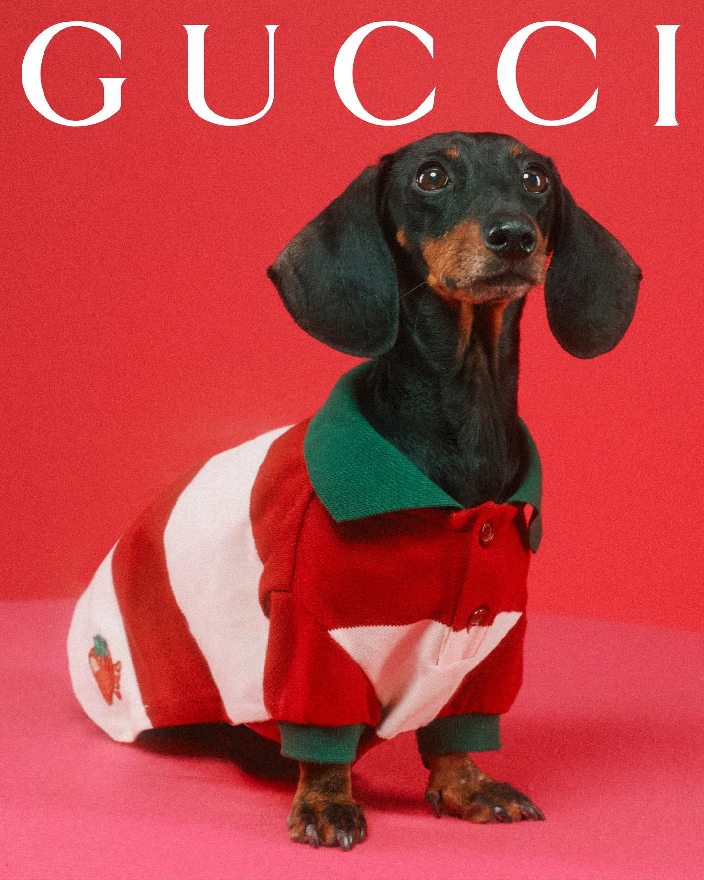 It's Gucci #dogs #gucci #pets #meme #fashion #fashionblogger #shorts  #shorstviral #dogs #funny 